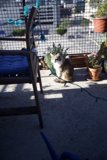 Feline's View