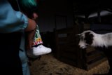 The Charming Goat of Half Moon Bay