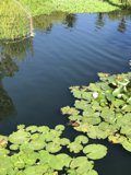Serenity at the Lily Pond