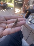 Holding a Tiny Companion