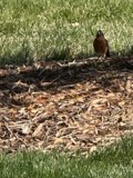 Feathered Friend in the Park