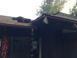 Feline on the Roof