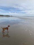 A Canine's Day Out