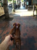 Canine Companions on a Los Angeles Walkway