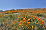 A Burst of Orange in the Mojave Desert