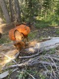 Backpacking Pup