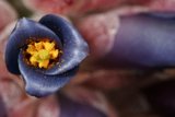 Purple Flower Blooms with Bright Yellow Center