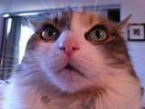 Camera-Ready Cat