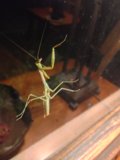 Hanging Mantis