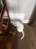 Feline and Fido Furniture Friends