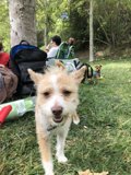 One Pup in the Park