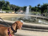 A Vizsla and a Majestic Fountain