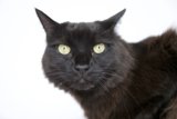 Mysterious Black Cat