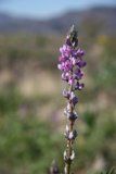 Majestic Purple Bloom