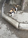 Curious Calico Cat