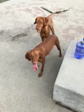 Two Friends in the Mountains