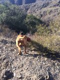Rocky Trail Pup