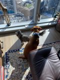 Furry Companions Enjoying the City View from the Couch