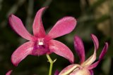 Pink Orchid Blooms in Fiji