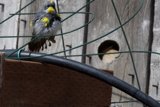 Feathered Perch