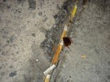 Creepy Crawler on a Stick