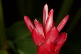 Scarlet Beauty