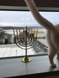 Feline Festivities