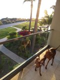 Four-legged Friends on a Balcony