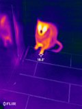 Feline in Purple Flames