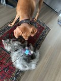 Furry Friends on Hardwood Flooring