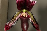 Red and Black Striped Orchid