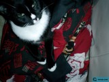 Formal Feline Affair