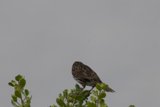 Sparrow's Rest