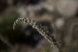 Small but Mighty Amaranthaceae