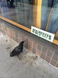 The Blackbird on the Sidewalk