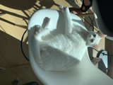 Snowball and the Ivory Throne