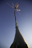 White Flower in the Blue Sky