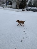 Snowy Paws and Racing Cars