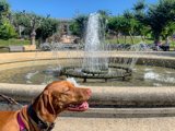 Furry Visitor at the Majestic Fountain