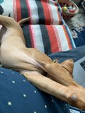 Canine vs Computer
