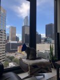 Feline Views of the Urban Jungle