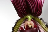 Radiant Purple Orchid