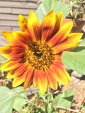 Radiant Sunflower