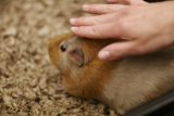 Gentle Touch