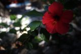 Scarlet Beauty