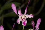 Purple Orchid with Bee