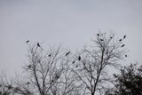 Perched and Waiting