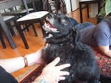 Pup and Person at the Dining Table