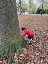 Child Exploring Tree Trunk in Autumn Park