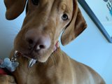 Stylish Canine Accessory